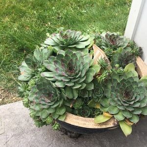 Meet your Posher, Joni